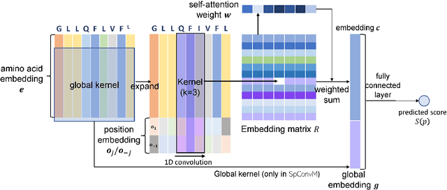 Figure 2 for Ranking-based Convolutional Neural Network Models for Peptide-MHC Binding Prediction