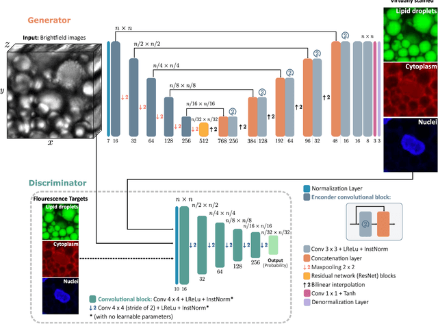 Figure 2 for Extracting quantitative biological information from brightfield cell images using deep learning