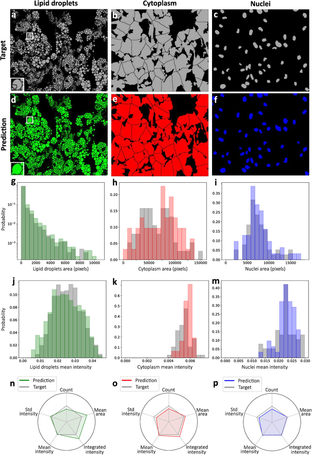 Figure 4 for Extracting quantitative biological information from brightfield cell images using deep learning
