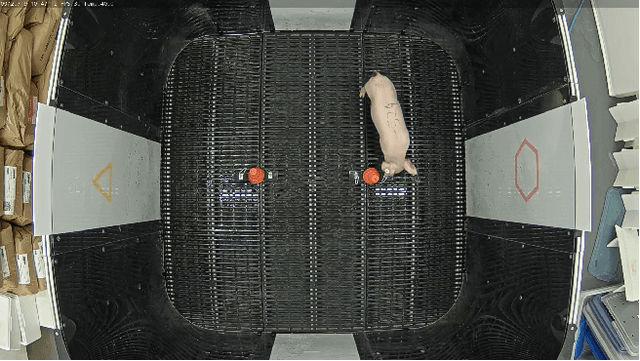 Figure 1 for Vision-based Behavioral Recognition of Novelty Preference in Pigs