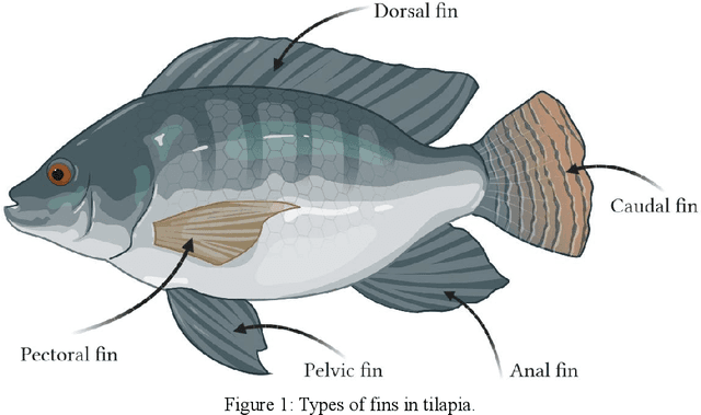 Figure 1 for Designs, Motion Mechanism, Motion Coordination, and Communication of Bionic Robot Fishes: A Survey