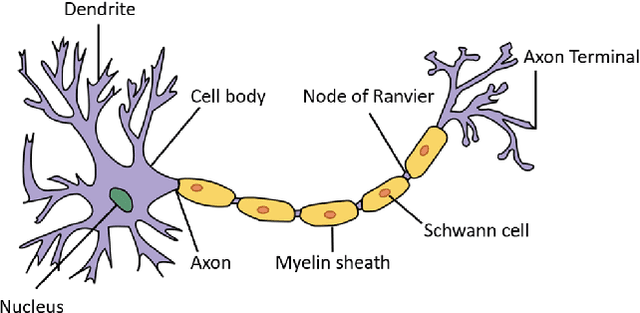 Figure 1 for An Introductory Review of Spiking Neural Network and Artificial Neural Network: From Biological Intelligence to Artificial Intelligence