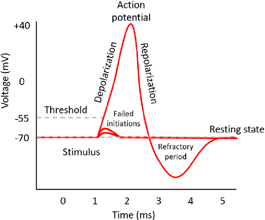 Figure 3 for An Introductory Review of Spiking Neural Network and Artificial Neural Network: From Biological Intelligence to Artificial Intelligence