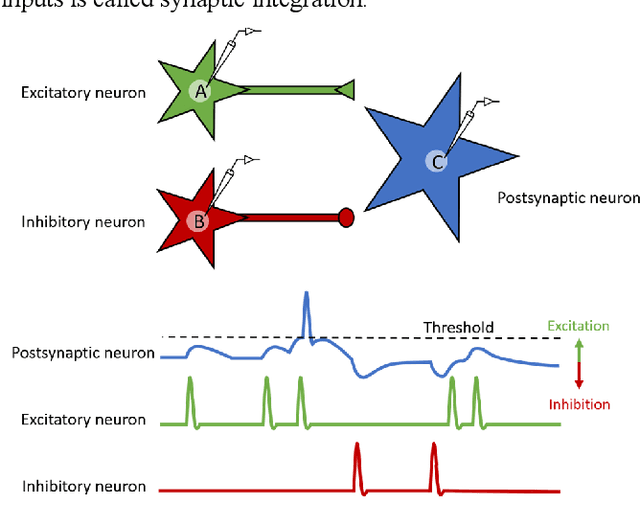 Figure 4 for An Introductory Review of Spiking Neural Network and Artificial Neural Network: From Biological Intelligence to Artificial Intelligence
