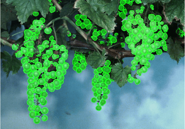 Figure 1 for Detection of Single Grapevine Berries in Images Using Fully Convolutional Neural Networks