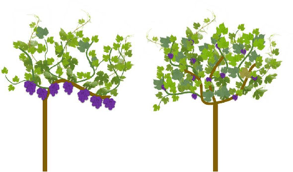 Figure 3 for Detection of Single Grapevine Berries in Images Using Fully Convolutional Neural Networks