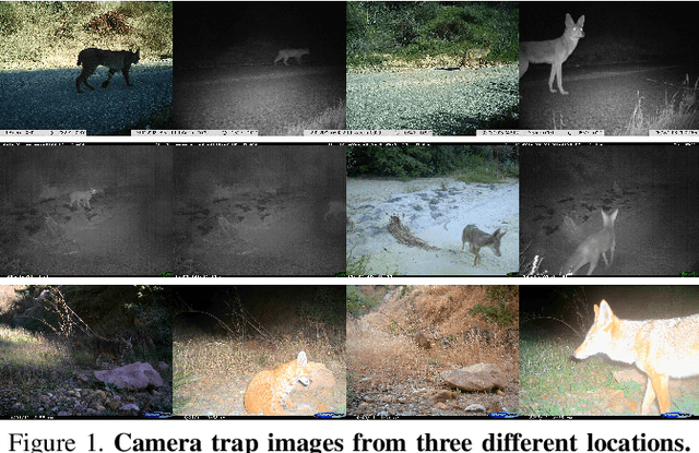 Figure 1 for The iWildCam 2018 Challenge Dataset