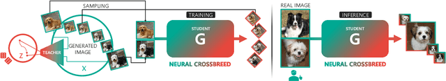 Figure 3 for Neural Crossbreed: Neural Based Image Metamorphosis