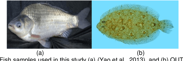 Figure 3 for Fish Detection Using Morphological Approach Based-on K-Means Segmentation