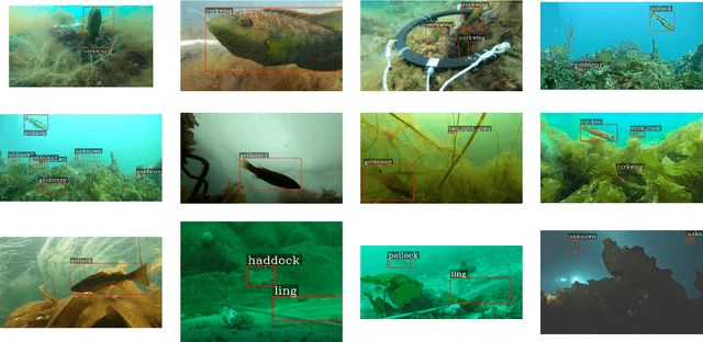 Figure 2 for Temperate Fish Detection and Classification: a Deep Learning based Approach
