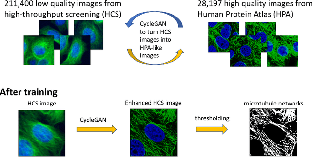 Figure 1 for Enhancing high-content imaging for studying microtubule networks at large-scale