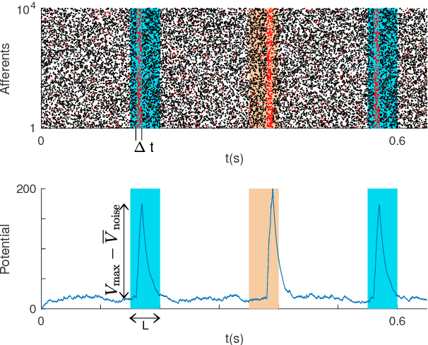 Figure 1 for Optimal localist and distributed coding of spatiotemporal spike patterns through STDP and coincidence detection