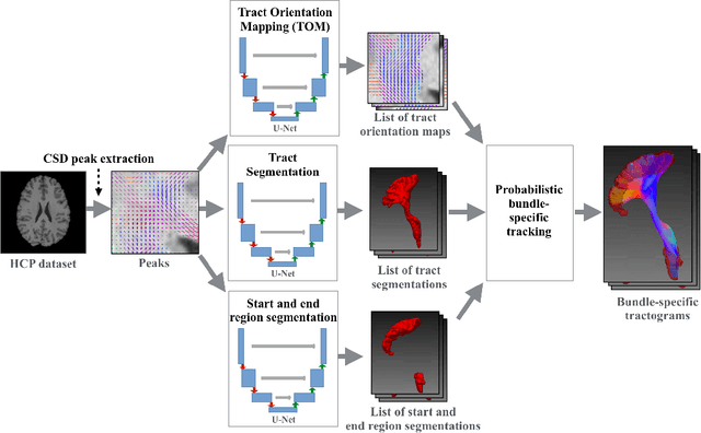 Figure 3 for Combined tract segmentation and orientation mapping for bundle-specific tractography