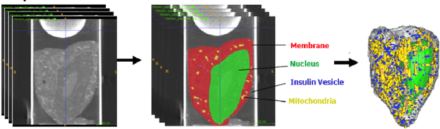 Figure 1 for Neural Network Segmentation of Cell Ultrastructure Using Incomplete Annotation