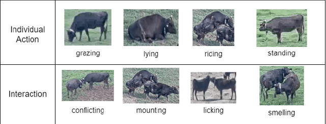 Figure 1 for Real-Time Cattle Interaction Recognition via Triple-stream Network
