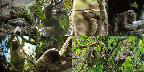 Figure 1 for MetalGAN: a Cluster-based Adaptive Training for Few-Shot Adversarial Colorization