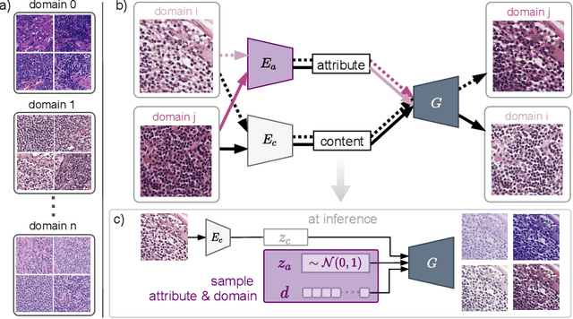 Figure 1 for Structure-Preserving Multi-Domain Stain Color Augmentation using Style-Transfer with Disentangled Representations