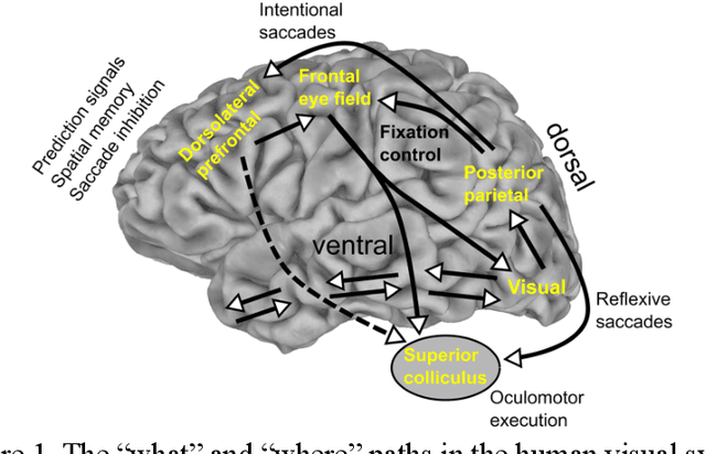 Figure 1 for Unsupervised Foveal Vision Neural Networks with Top-Down Attention