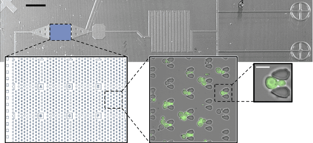 Figure 1 for Generation and Simulation of Yeast Microscopy Imagery with Deep Learning
