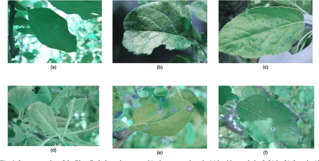 Figure 1 for An Ensemble of Convolutional Neural Networks to Detect Foliar Diseases in Apple Plants