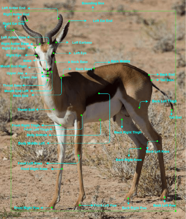 Figure 3 for A Novel Dataset for Keypoint Detection of quadruped Animals from Images