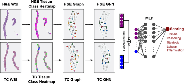 Figure 1 for Multi stain graph fusion for multimodal integration in pathology