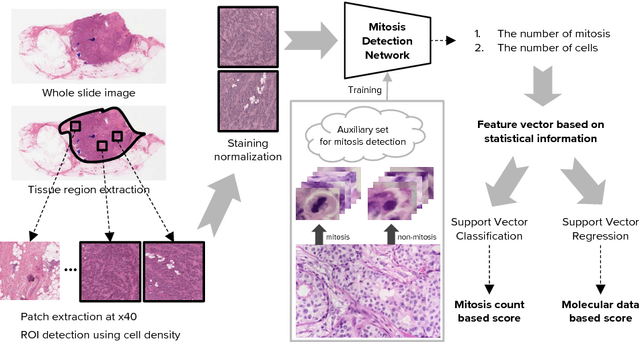 Figure 1 for A Unified Framework for Tumor Proliferation Score Prediction in Breast Histopathology