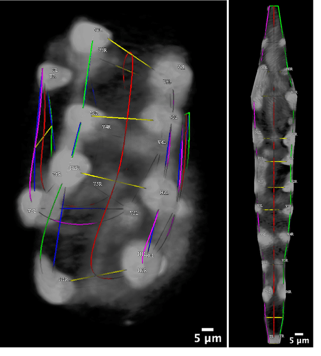 Figure 3 for An Exact Hypergraph Matching Algorithm for Nuclear Identification in Embryonic Caenorhabditis elegans