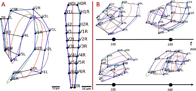 Figure 2 for An Exact Hypergraph Matching Algorithm for Nuclear Identification in Embryonic Caenorhabditis elegans