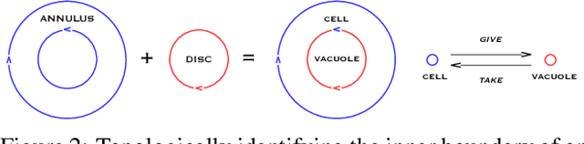 Figure 3 for Increased Complexity and Fitness of Artificial Cells that Reproduce Using Spatially Distributed Asynchronous Parallel Processes