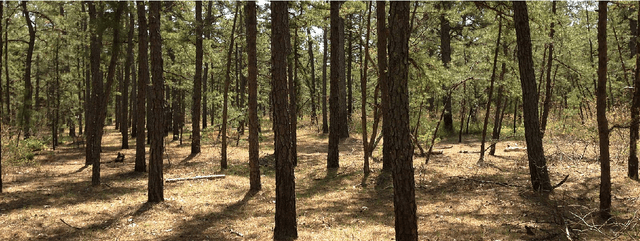 Figure 1 for ControlBurn: Feature Selection by Sparse Forests