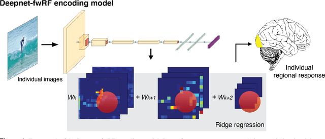 Figure 1 for Personalized visual encoding model construction with small data