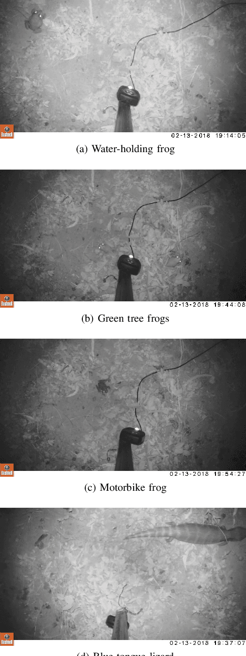 Figure 4 for In Situ Cane Toad Recognition