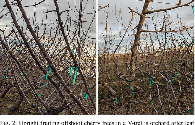 Figure 2 for Optical flow-based branch segmentation for complex orchard environments