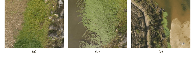 Figure 1 for LudVision -- Remote Detection of Exotic Invasive Aquatic Floral Species using Drone-Mounted Multispectral Data