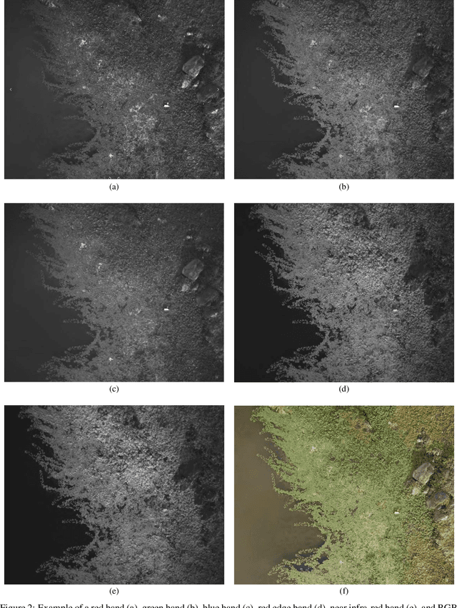 Figure 4 for LudVision -- Remote Detection of Exotic Invasive Aquatic Floral Species using Drone-Mounted Multispectral Data