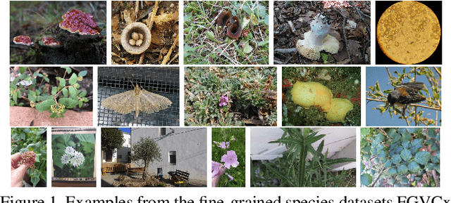 Figure 1 for Improving CNN classifiers by estimating test-time priors