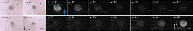 Figure 3 for Magnetic Navigation of a Rotating Colloidal Swarm Using Ultrasound Images