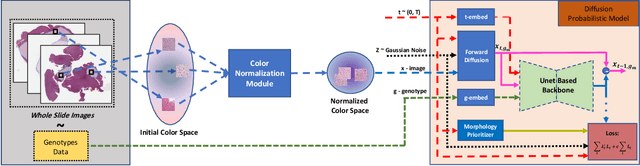 Figure 3 for A Morphology Focused Diffusion Probabilistic Model for Synthesis of Histopathology Images