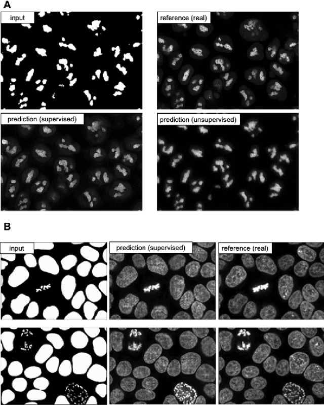 Figure 2 for MMV_Im2Im: An Open Source Microscopy Machine Vision Toolbox for Image-to-Image Transformation