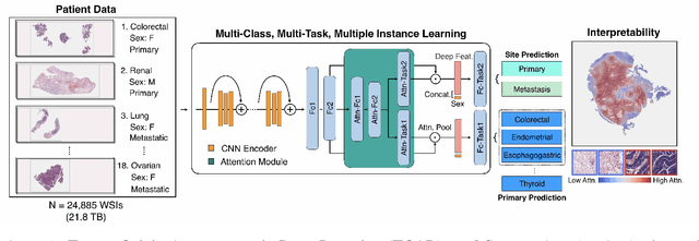 Figure 1 for Deep Learning-based Computational Pathology Predicts Origins for Cancers of Unknown Primary