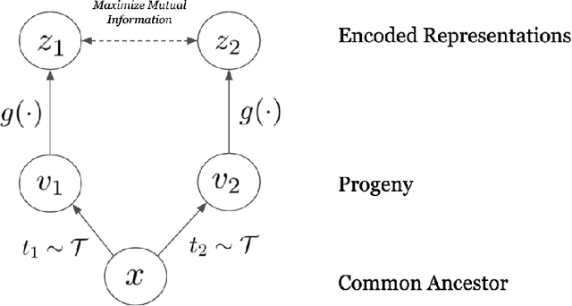 Figure 1 for Evolution Is All You Need: Phylogenetic Augmentation for Contrastive Learning