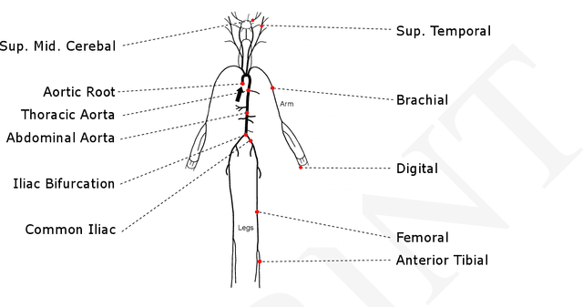 Figure 1 for Hybrid modeling of the human cardiovascular system using NeuralFMUs