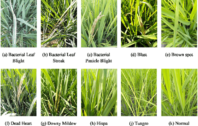 Figure 2 for Paddy Doctor: A Visual Image Dataset for Paddy Disease Classification