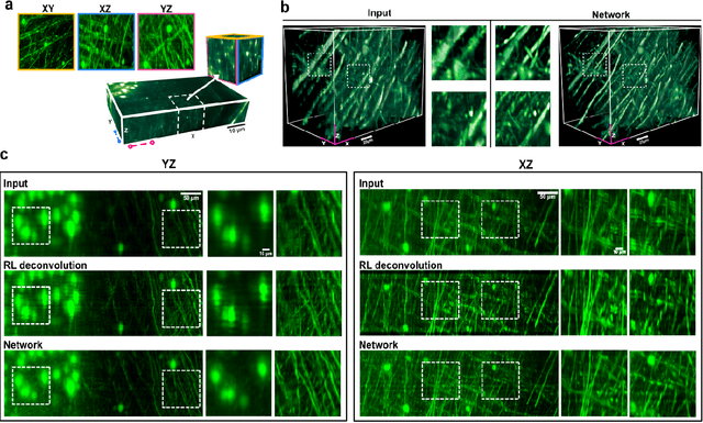 Figure 3 for Axial-to-lateral super-resolution for 3D fluorescence microscopy using unsupervised deep learning
