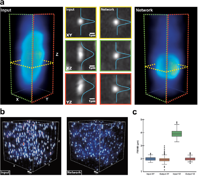 Figure 4 for Axial-to-lateral super-resolution for 3D fluorescence microscopy using unsupervised deep learning