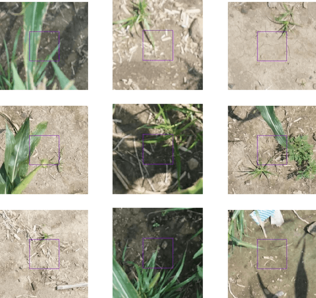 Figure 1 for Automated Grassy Weed Detection in Aerial Imagery with Context