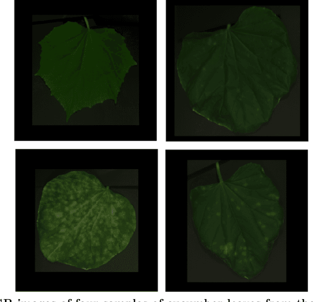 Figure 1 for Unsupervised deep learning techniques for powdery mildew recognition based on multispectral imaging