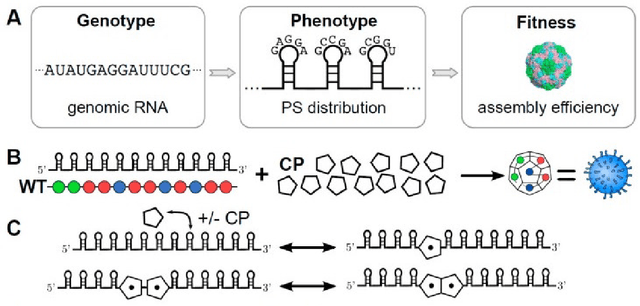 Figure 1 for Machine-learning a virus assembly fitness landscape