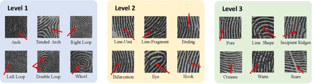 Figure 1 for Research on Gender-related Fingerprint Features
